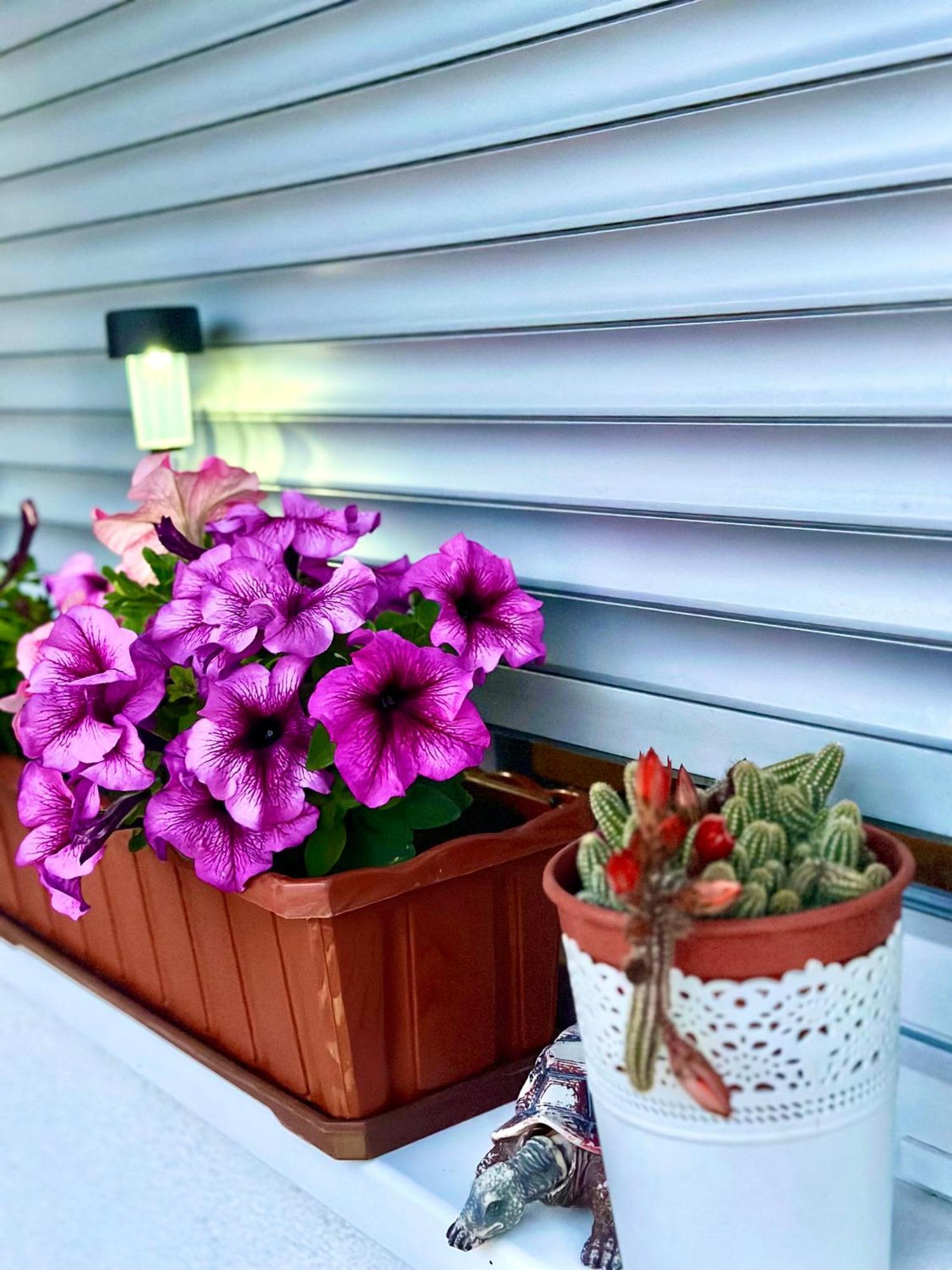 Jelly Apartment فيسوكو المظهر الخارجي الصورة